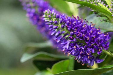 Çiçek açmış mor bir hebe çiçeğine yaklaş