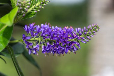 Çiçek açmış mor bir hebe çiçeğine yaklaş