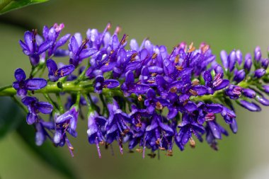 Çiçek açmış mor bir hebe çiçeğine yaklaş
