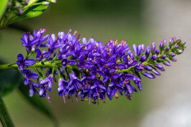 Çiçek açmış mor bir hebe çiçeğine yaklaş