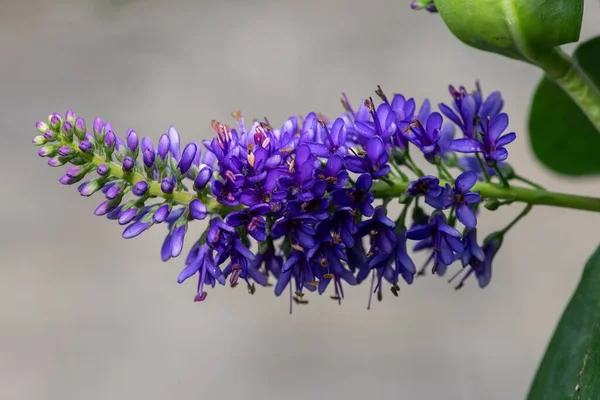 Close Purple Hebe Flower Bloom — Stock Photo, Image