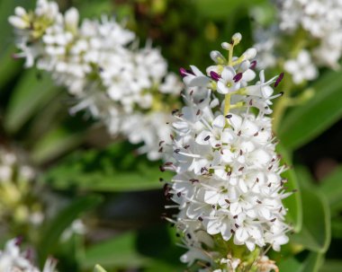 Çiçeklerin açtığı beyaz hebe çiçeklerini kapat