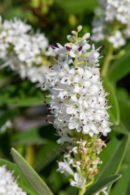 Çiçeklerin açtığı beyaz hebe çiçeklerini kapat