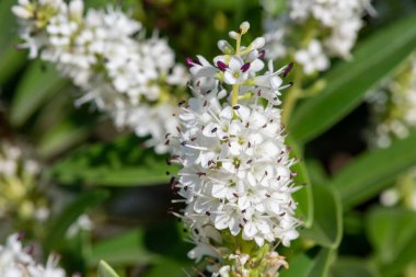 Çiçeklerin açtığı beyaz hebe çiçeklerini kapat