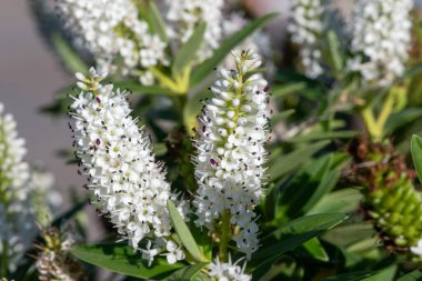 Çiçeklerin açtığı beyaz hebe çiçeklerini kapat