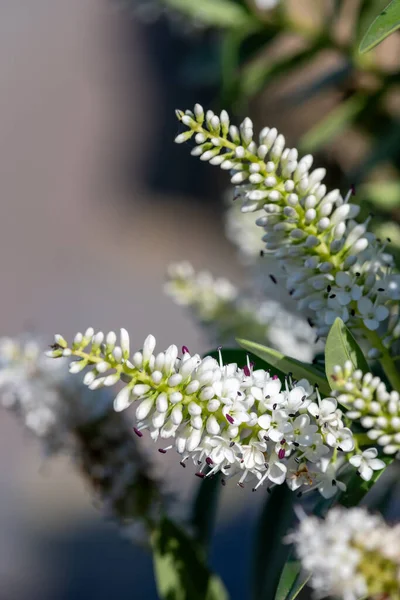 Blisko Białe Kwiaty Hebe Rozkwicie — Zdjęcie stockowe