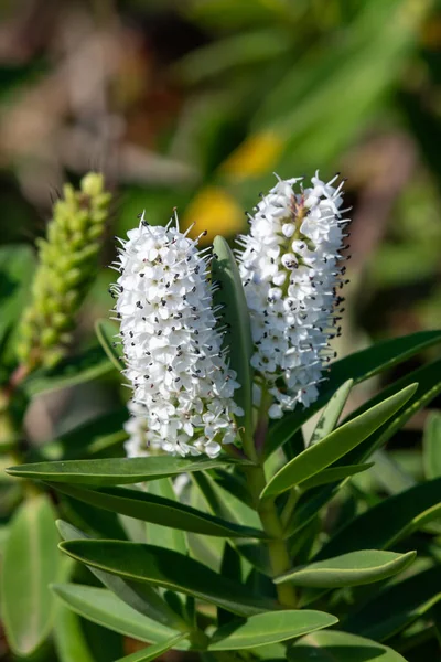 Nahaufnahme Von Weißen Hebe Blumen Blüte — Stockfoto