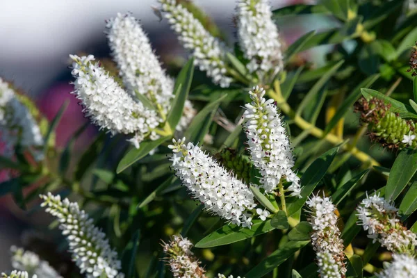 stock image Close up of white hebe flowers in bloom