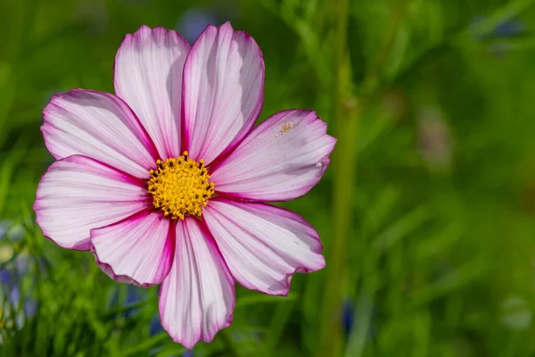 Close up of a candy stripe cosmos flower in bloom