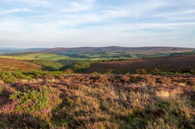 Porlock Common 'un Exmoor Natioanl Park' taki Porlock Tepesi manzarası
