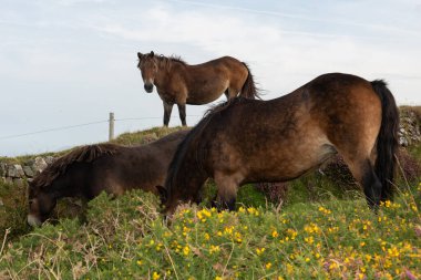 Exmoor Ulusal Parkı 'ndaki Countisbury Tepesi' nin tepesindeki midilliler