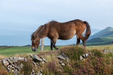 Exmoor Ulusal Parkı 'ndaki Countisbury Tepesi' nin tepesindeki Exmoor midillisine yakın.