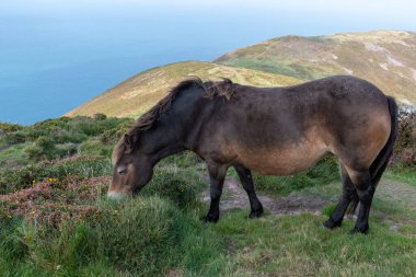 Exmoor Ulusal Parkı 'ndaki Countisbury Tepesi' nin tepesinde otlayan vahşi bir Exmoor midillisi portresi.