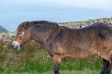 Exmoor Ulusal Parkı 'ndaki Countisbury Tepesi' nin tepesindeki Exmoor midillisine yakın.