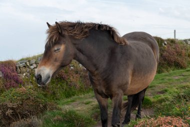 Exmoor Ulusal Parkı 'ndaki Countisbury Tepesi' nin tepesindeki Exmoor midillisine yakın.