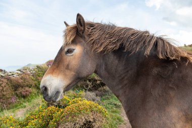 Exmoor Ulusal Parkı 'ndaki Countisbury Tepesi' nin tepesindeki Exmoor midillisinin kafasından.