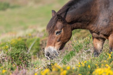 Exmoor Ulusal Parkı 'ndaki Countisbury Tepesi' nin tepesinde otlayan bir Exmoor midillisinin kafa fotoğrafı.