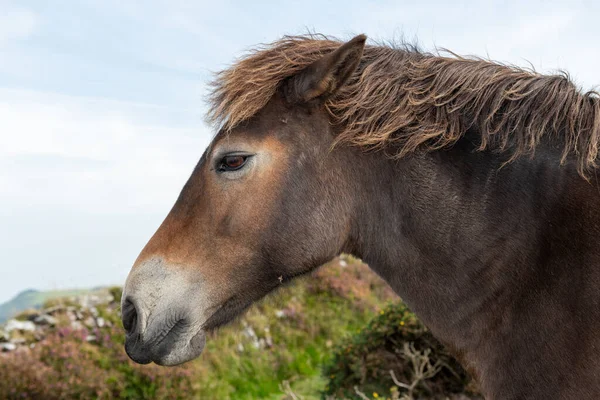 Head shot of an Exmoor pony at the top of Countisbury Hill in Exmoor National Park