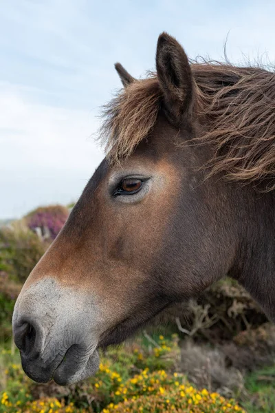 Head shot of an Exmoor pony at the top of Countisbury Hill in Exmoor National Park