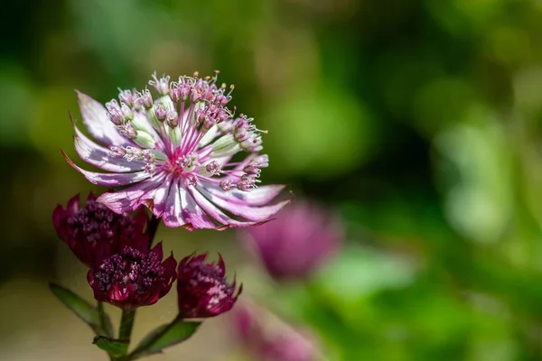 Крупним Планом Квітка Астранії Цвітіння — стокове фото