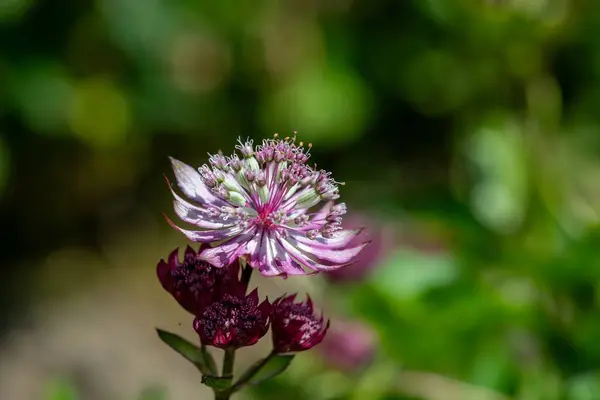 Крупним Планом Квітка Астранії Цвітіння — стокове фото