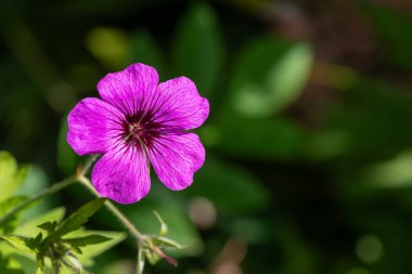 Ermeni vinç gagasının (sardunya psilostemon) açılışını kapat