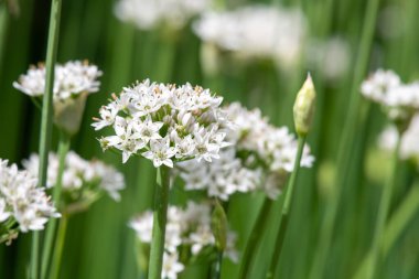 Çiçek açan sarımsak soğanlarını kapat (allium tuberosum)