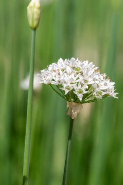 Çiçek açan sarımsak soğanlarını kapat (allium tuberosum)