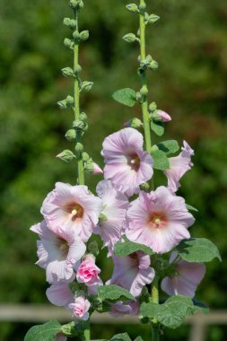 Çiçek açan pembe gülgüllerin (alcea rosea) kapağını kapat