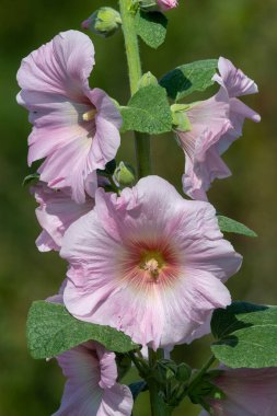 Çiçek açan pembe gülgüllerin (alcea rosea) kapağını kapat