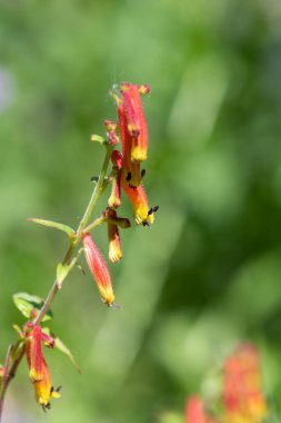 Çiçek açmış Cuphea siyanea çiçeklerine yaklaş