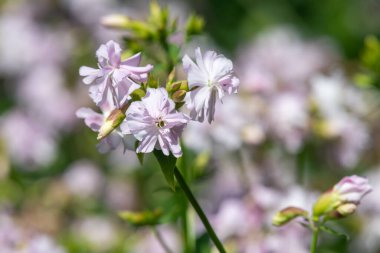 Vahşi tatlı William 'a (saponaria officinalis) yaklaşın çiçek açmış.