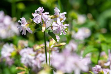 Vahşi tatlı William 'a (saponaria officinalis) yaklaşın çiçek açmış.