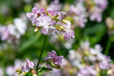 Vahşi tatlı William 'a (saponaria officinalis) yaklaşın çiçek açmış.