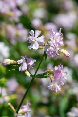 Vahşi tatlı William 'a (saponaria officinalis) yaklaşın çiçek açmış.