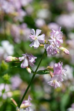 Vahşi tatlı William 'a (saponaria officinalis) yaklaşın çiçek açmış.