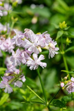 Vahşi tatlı William 'a (saponaria officinalis) yaklaşın çiçek açmış.