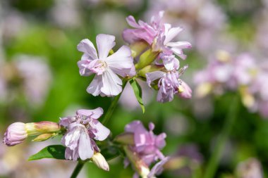 Vahşi tatlı William 'a (saponaria officinalis) yaklaşın çiçek açmış.
