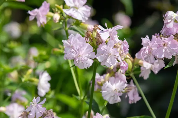 Close up of wild sweet William (saponaria officinalis) flowers in bloom