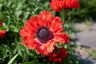 Çiçek açmış bir doğulu gelinciğin (papaver orientale) kapanışı