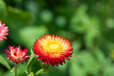 Çiçek açmış kırmızı bir çilek çiçeğini (xerochrysum bracteatum) kapat