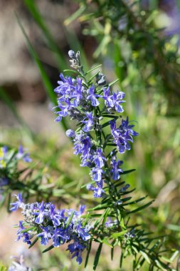 Rosemary 'nin (salvia rosmarinus) çiçekleri çiçek açarken yakın plan