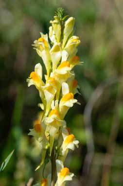 Close up of common toadflax (linuaria vulgaris) in bloom
