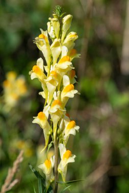 Close up of common toadflax (linuaria vulgaris) in bloom