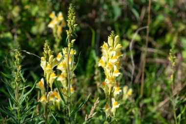 Çiçekler açan ortak toadflax (linuaria vulgaris) çiçeklerini kapat