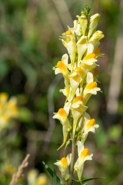 Close up of common toadflax (linuaria vulgaris) in bloom