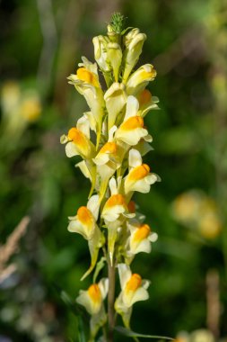 Close up of common toadflax (linuaria vulgaris) in bloom