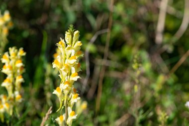 Close up of common toadflax (linuaria vulgaris) in bloom