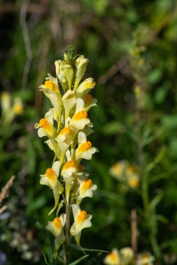 Close up of common toadflax (linuaria vulgaris) in bloom