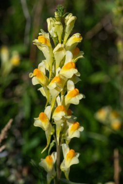 Close up of common toadflax (linuaria vulgaris) in bloom